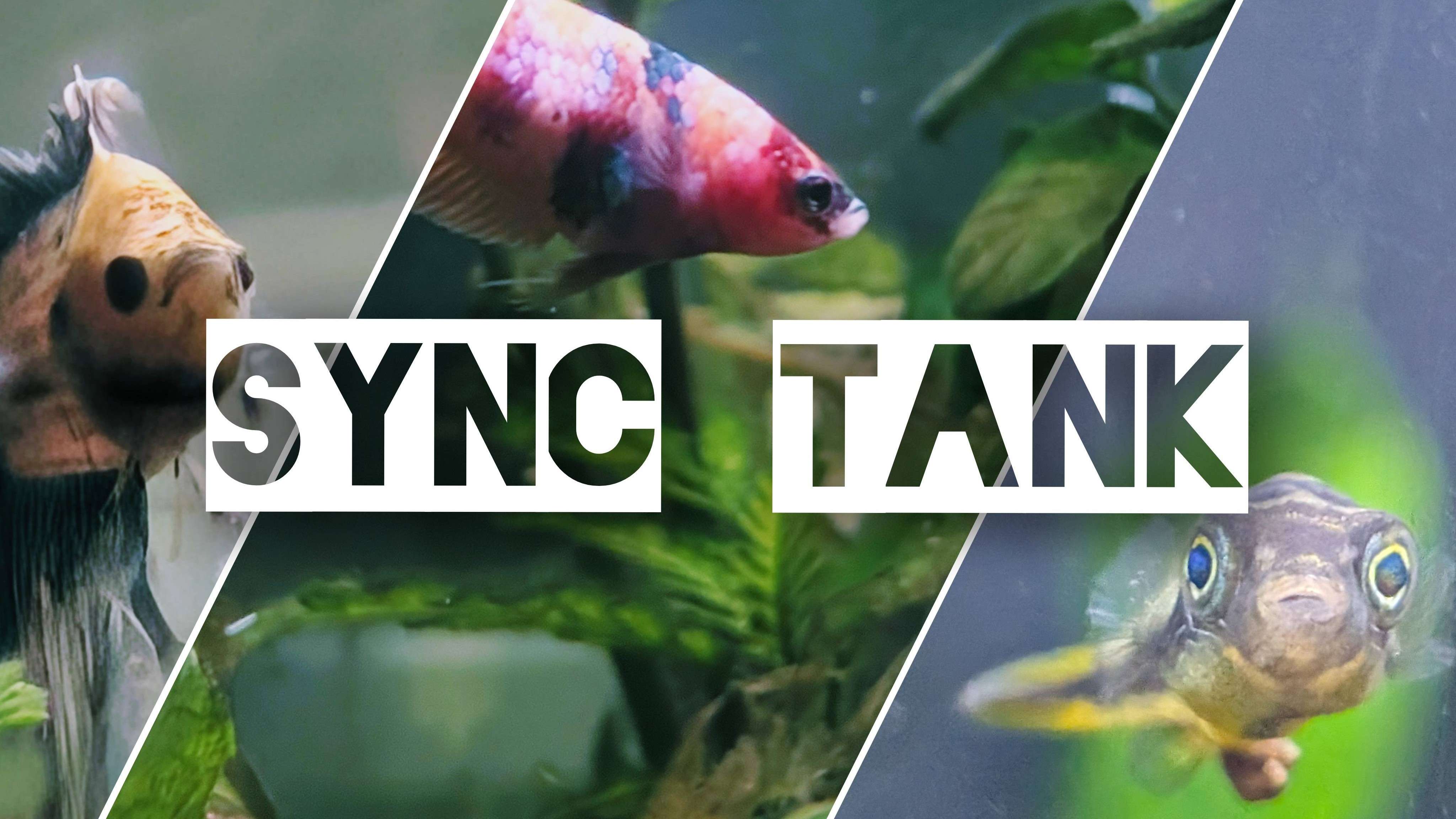 Original colorful Sync Tank artwork featuring aquarium fish
